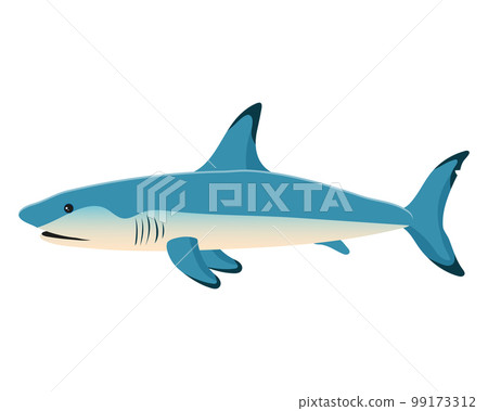 Sea fish, ocean shark. Zoological concept. Sea animals illustration, vector Sea fish, ocean shark. Zoological concept. Sea animals illustration, vector 99173312