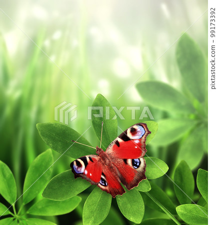 Close-up peacock butterfly on schefflera leaves on sunny beautiful defocused summer background. Vertical spring backdrop with bokeh sunlight and Aglais io butterfly on green leaf Close-up peacock butterfly on schefflera leaves on sunny beautiful defocused summer background. Vertical spring backdrop with bokeh sunlight and Aglais io butterfly on green leaf 99173392