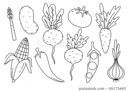 Set of root crops in doodle style. Collection of vegetables in a linear style. Vector illustration. Onions, peas, beets, turnips, tomatoes, corn. Types of root crops. 99173465