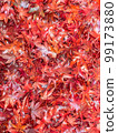 Beautiful red autumn leaves (maple) background material / texture material 99173880