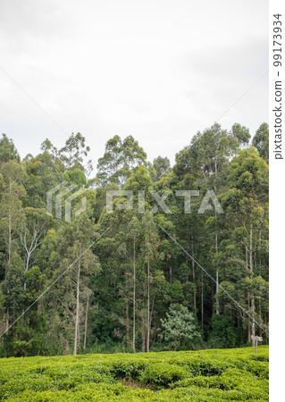 Tea Leaves Farm Plantations Estates Landscapes In Kiambu County Kenya East Africa 99173934