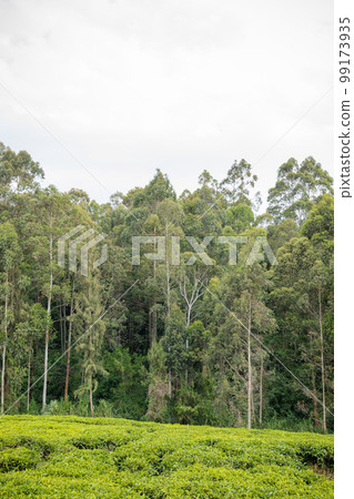 Tea Leaves Farm Plantations Estates Landscapes In Kiambu County Kenya East Africa Tea Leaves Farm Plantations Estates Landscapes In Kiambu County Kenya East Africa 99173935