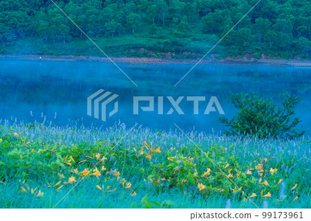 (Gunma Prefecture) Lake Nozori, Nozorikisuge and Ibukitoranoo growing in colonies on the shore Dawn 99173961