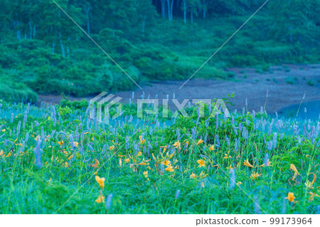 (Gunma Prefecture) Lake Nozori, Nozorikisuge and Ibukitoranoo growing in colonies on the shore Dawn 99173964