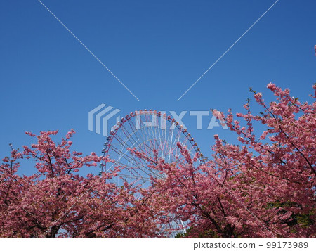葛西臨海公園的河津櫻花 99173989