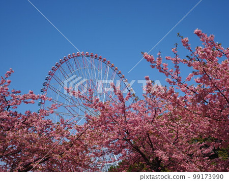 葛西臨海公園的河津櫻花 99173990