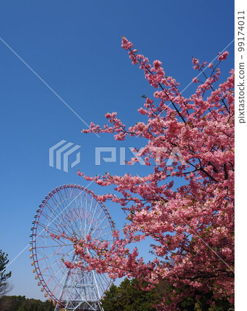 葛西臨海公園的河津櫻花 葛西臨海公園的河津櫻花 99174011