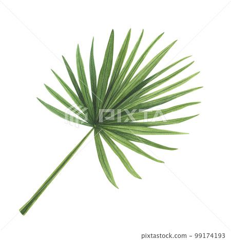 Tropic leaf watercolor isolated on white background. Watercolor hand drawn botanical llustration for design Tropic leaf watercolor isolated on white background. Watercolor hand drawn botanical llustration for design 99174193
