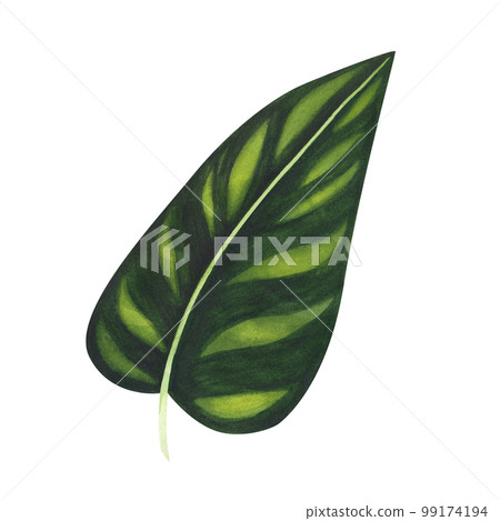 Tropic variegated leaf watercolor isolated on white background. Watercolor hand drawn botanical llustration for design Tropic variegated leaf watercolor isolated on white background. Watercolor hand drawn botanical llustration for design 99174194