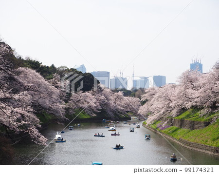 Cherry blossom trees in Chidorigafuchi Cherry blossom trees in Chidorigafuchi 99174321