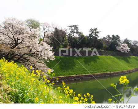 櫻花樹在Chidorigafuchi 99174359