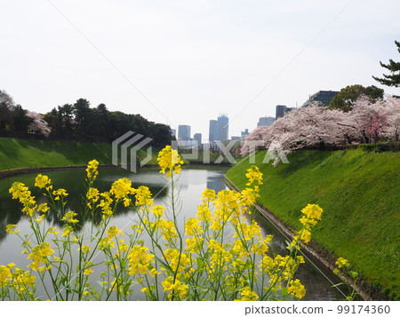 櫻花樹在Chidorigafuchi 櫻花樹在Chidorigafuchi 99174360