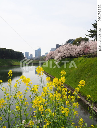 櫻花樹在Chidorigafuchi 99174361