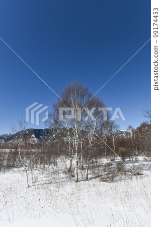 冬季栃木縣日光戰場之原 99174453