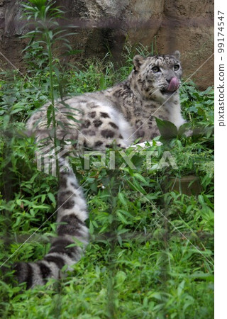 King of the MountainsMythical AnimalsSnow LeopardEndangered Species 99174547