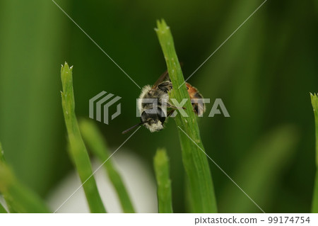 Closeup on a typical white snouted male Red girdled mining bee, Andrena labiata, hanging on a straw of grass 99174754