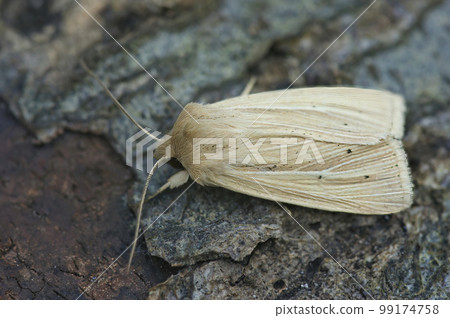 Closeup on a smoky wainscot owlet moth, Mythimna impura sitting on wood 99174758