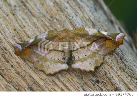Closeup on the the lilac beauty geometer moth, Apeira syringaria sitting on wood with spread wings Closeup on the the lilac beauty geometer moth, Apeira syringaria sitting on wood with spread wings 99174763