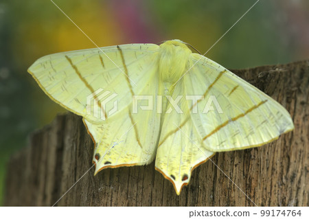 Closeup on the large yellow wallow-tailed moth Ourapteryx sambucaria, with spread wings Closeup on the large yellow wallow-tailed moth Ourapteryx sambucaria, with spread wings 99174764
