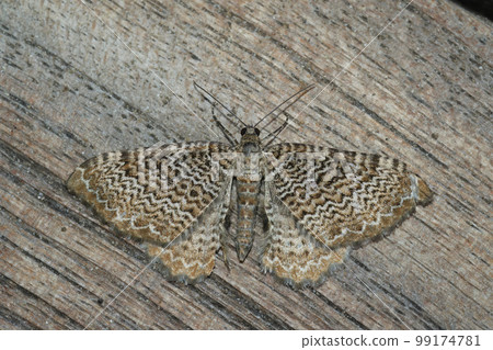 Closeup on a beatiful Scallop Shell geometer moth , Hydria undulata, with spread wings Closeup on a beatiful Scallop Shell geometer moth , Hydria undulata, with spread wings 99174781