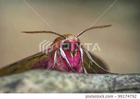 Facial coseup on the colorful Elephant hawk-moth, Deilephila elpenor 99174792