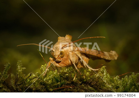 Nighttime closeup on an Angle shades owlet moth, Phlogophora meticulosa, sitting on green moss Nighttime closeup on an Angle shades owlet moth, Phlogophora meticulosa, sitting on green moss 99174804