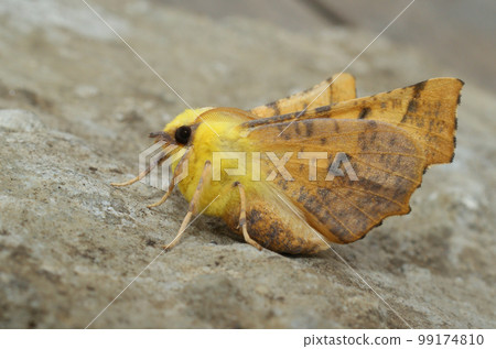 Closeup on the colorful Canary-shouldered Thorn moth, Ennomos alniaria, sitting with open wings 99174810