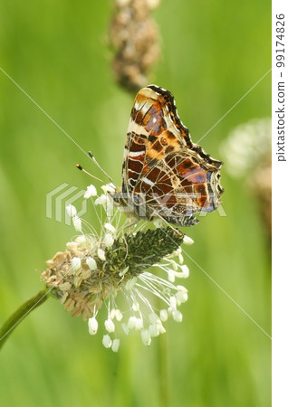 Vertical closeup on the Map butterfly, Araschnia levana, sitting on vegetation 99174826