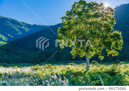 Lake Nozori (Gunma Prefecture) Scenery of the lakeside in the morning sun Lake Nozori (Gunma Prefecture) Scenery of the lakeside in the morning sun 99175086