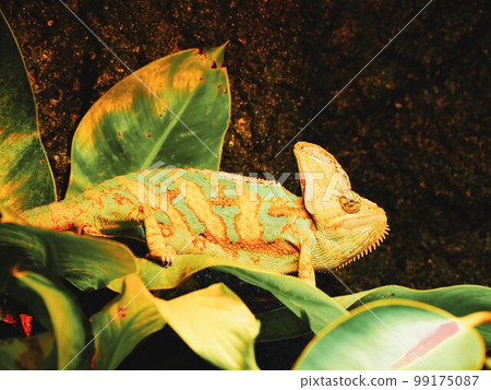Chameleon 2 Chameleon 2 99175087