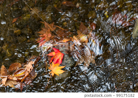 秋天的樹葉 99175182
