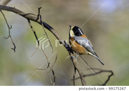 A cute and affectionate little bird that can be seen in a familiar park on winter mornings 99175267