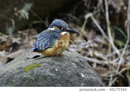 The beautiful blue-green and orange wild birds that color the waterside of rivers and parks, and kingfishers called flying jewels 99175565