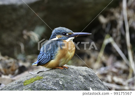 The beautiful blue-green and orange wild birds that color the waterside of rivers and parks, and kingfishers called flying jewels 99175567