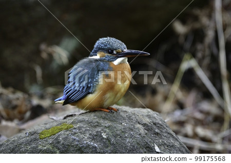 The beautiful blue-green and orange wild birds that color the waterside of rivers and parks, and kingfishers called flying jewels 99175568