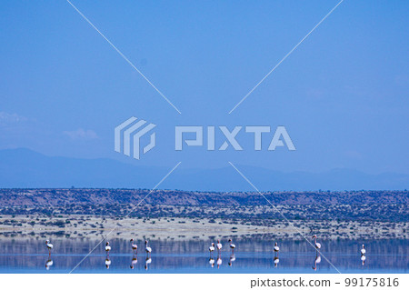 Lake Magadi Salt In Kenya  99175816