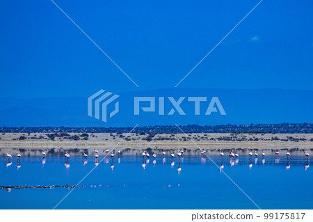 Lake Magadi Salt In Kenya  99175817