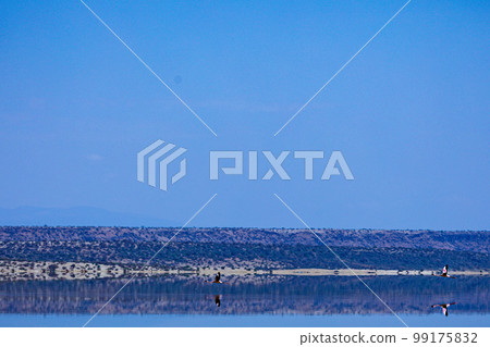 Lake Magadi Salt In Kenya  99175832