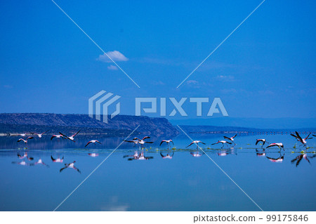 Lake Magadi Salt In Kenya  99175846