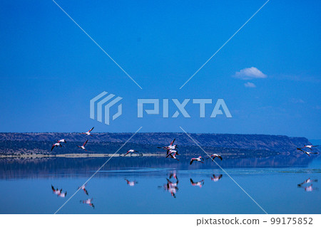 Lake Magadi Salt In Kenya Lake Magadi Salt In Kenya 99175852