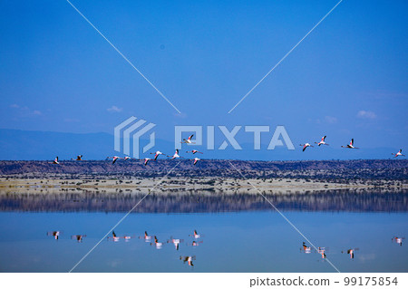 Lake Magadi Salt In Kenya Lake Magadi Salt In Kenya 99175854