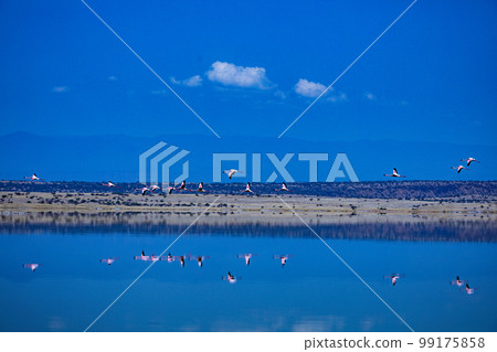 Lake Magadi Salt In Kenya Lake Magadi Salt In Kenya 99175858