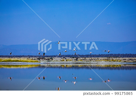 Lake Magadi Salt In Kenya Lake Magadi Salt In Kenya 99175865