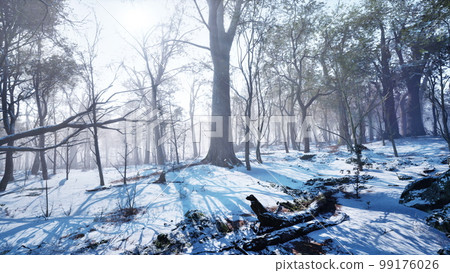 Winter forest in the mountains 99176026