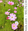 Cosmos 99176134