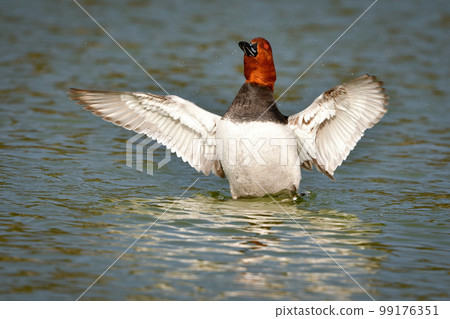 冬天在水邊可以看到一種有著別緻的紅灰色羽毛的候鳥,普通潛鴨 冬天在水邊可以看到一種有著別緻的紅灰色羽毛的候鳥,普通潛鴨 99176351