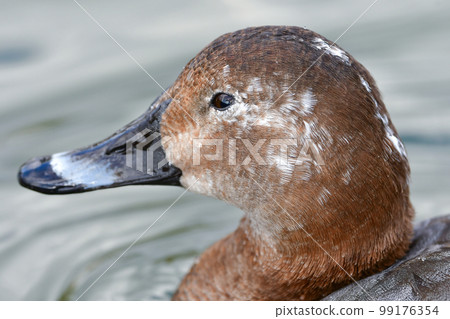 A migratory bird with chic red and gray plumage that can be seen near the water in winter, the common pochard 99176354