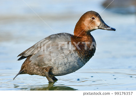 冬天在水邊可以看到一種有著別緻的紅灰色羽毛的候鳥,普通潛鴨 冬天在水邊可以看到一種有著別緻的紅灰色羽毛的候鳥,普通潛鴨 99176357