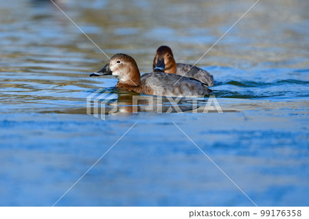 冬天在水邊可以看到一種有著別緻的紅灰色羽毛的候鳥,普通潛鴨 冬天在水邊可以看到一種有著別緻的紅灰色羽毛的候鳥,普通潛鴨 99176358