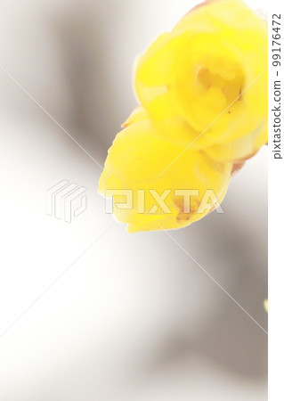 日本五香粉雪園 日本五香粉雪園 99176472